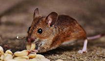 24 Hour & Emergency Exterminators in Urbana, IL